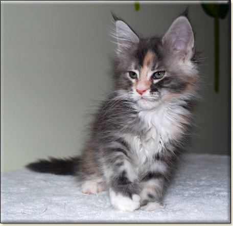 hodowla kotw maine coon Villa Park*PL