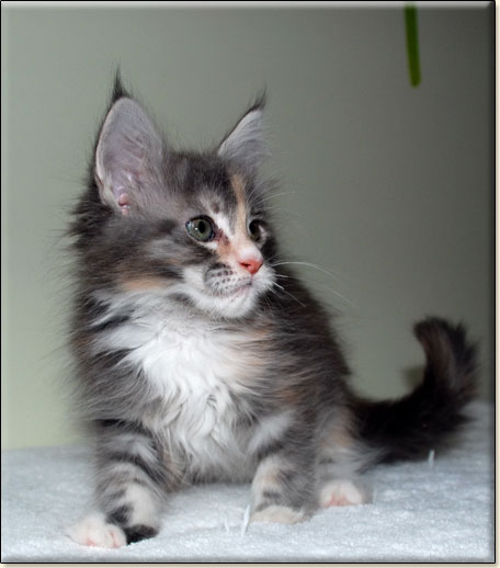 maine coon cattery Villa Park*PL