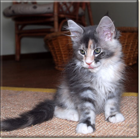 hodowla kotw rasy Maine Coon Villa Park*PL