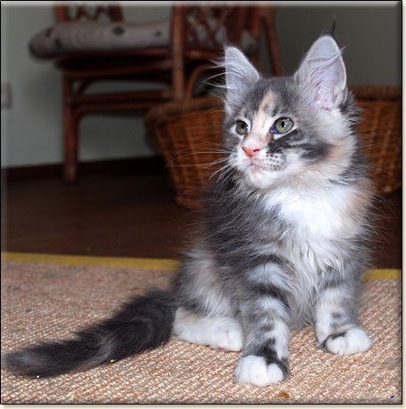 hodowla kotw maine coon Villa Park*PL