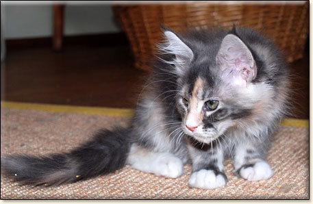 hodowla kotw rasy Maine Coon Villa Park*PL