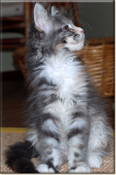 hodowla kotw maine coon Villa Park*PL