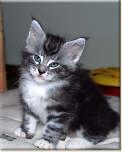 hodowla kotw maine coon Villa Park*PL