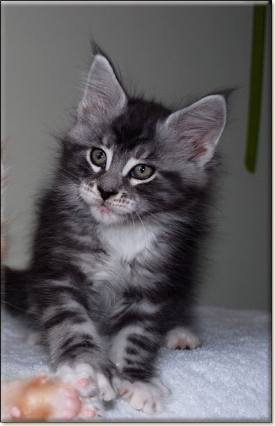 hodowla kotw maine coon Villa Park*PL