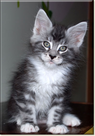 hodowla kotw rasy Maine Coon Villa Park*PL