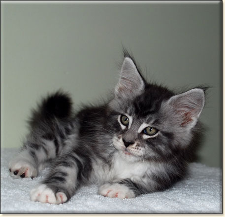 hodowla kotw maine coon Villa Park*PL