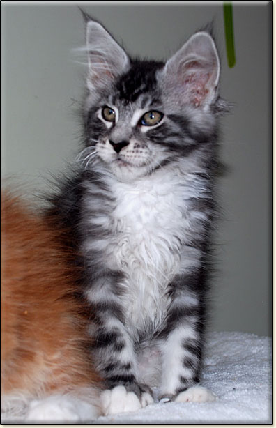 maine coon cattery Villa Park*PL