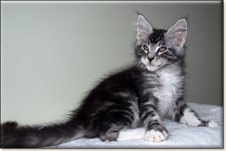 hodowla kotw rasy Maine Coon Villa Park*PL