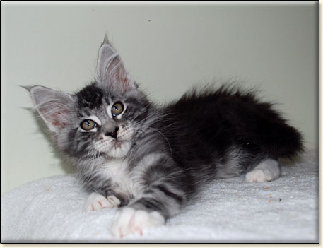 hodowla kotw maine coon Villa Park*PL