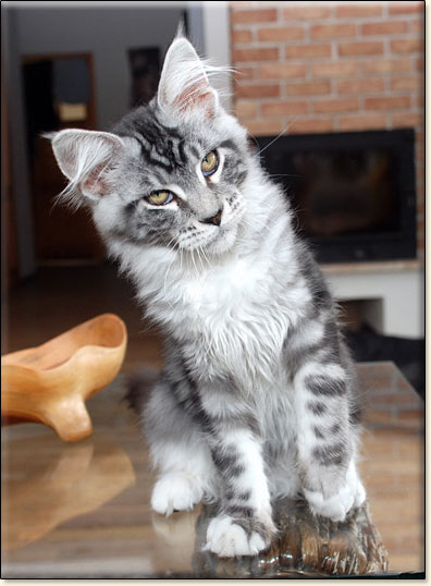 Maine Coon cattery Villa Park*PL