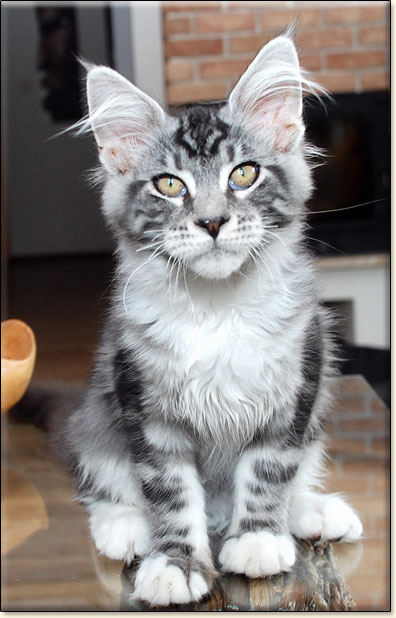 hodowla kotw maine coon Villa Park*PL