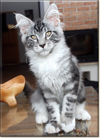 hodowla kotw rasy Maine Coon Villa Park*PL