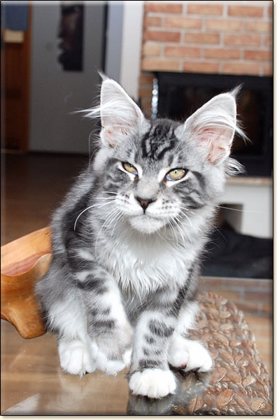 hodowla kotw rasy Maine Coon Villa Park*PL