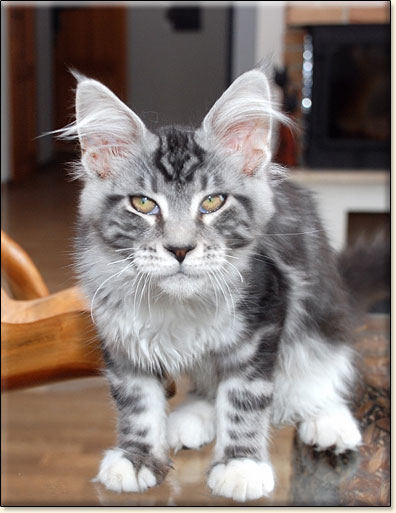 hodowla kotw maine coon Villa Park*PL