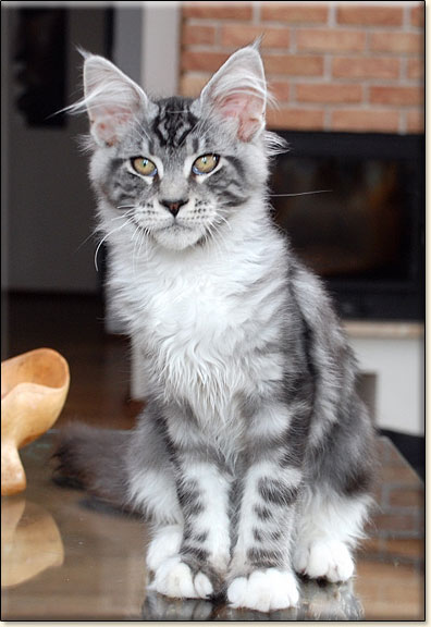 hodowla kotw rasy Maine Coon Villa Park*PL