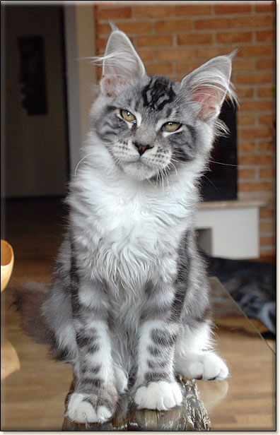 hodowla kotw maine coon Villa Park*PL