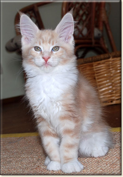 hodowla kotw rasy Maine Coon Villa Park*PL