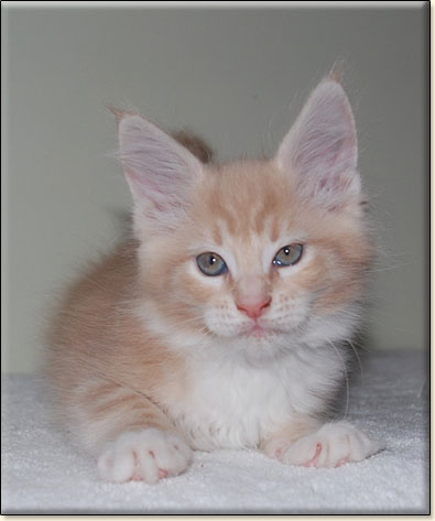 hodowla kotw rasy Maine Coon Villa Park*PL