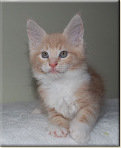 hodowla kotw maine coon Villa Park*PL