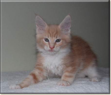 hodowla kotw rasy Maine Coon Villa Park*PL