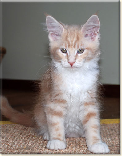 hodowla kotw maine coon Villa Park*PL