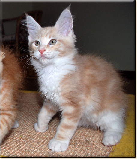 maine coon cattery Villa Park*PL