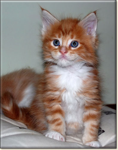 hodowla kotw maine coon Villa Park*PL