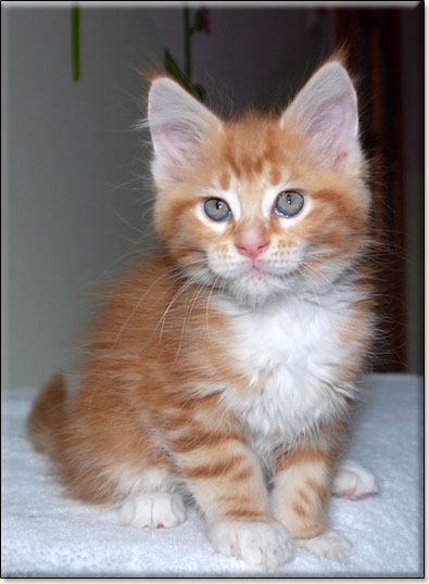 hodowla kotw rasy Maine Coon Villa Park*PL