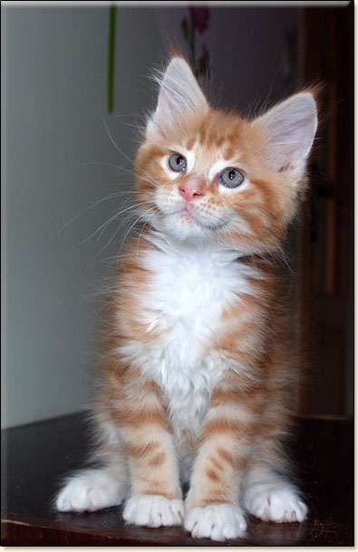 hodowla kotw rasy Maine Coon Villa Park*PL