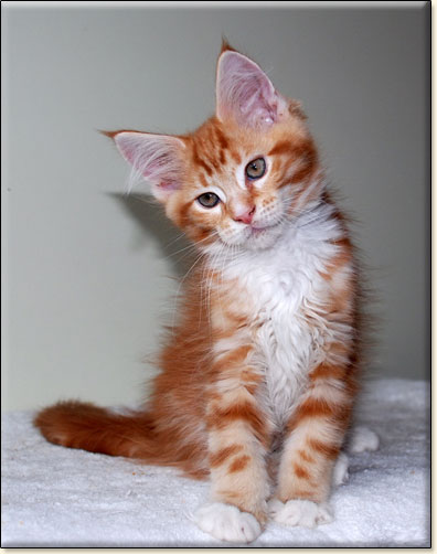 hodowla kotw maine coon Villa Park*PL