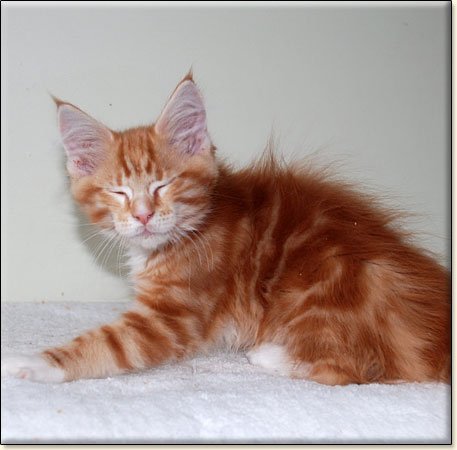 Maine Coon cattery Villa Park*PL