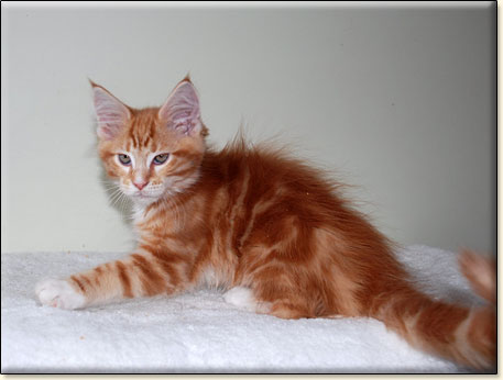 maine coon cattery Villa Park*PL