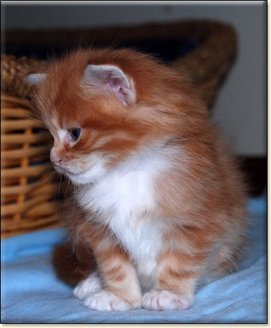 hodowla kotw maine coon Villa Park*PL