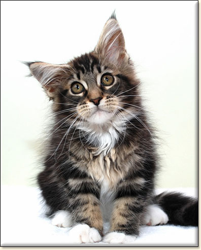 hodowla kotw rasy Maine Coon Villa Park*PL