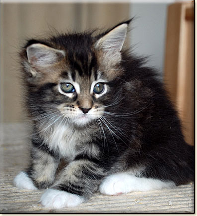 hodowla kotw maine coon Villa Park*PL