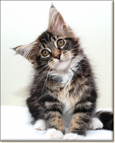 hodowla kotw maine coon Villa Park*PL