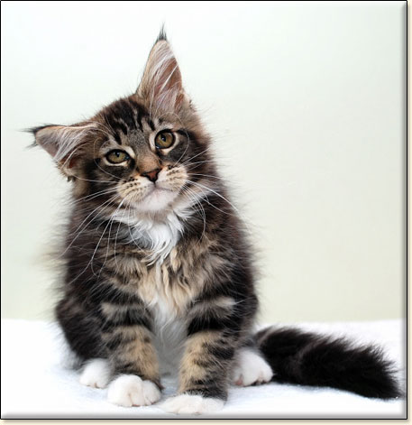 hodowla kotw rasy Maine Coon Villa Park*PL