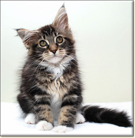 maine coon cattery Villa Park*PL