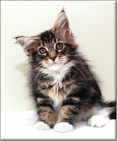 Maine Coon cattery Villa Park*PL