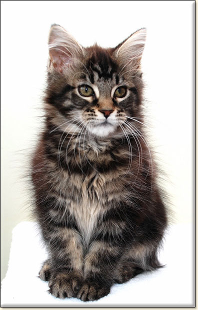 hodowla kotw rasy Maine Coon Villa Park*PL