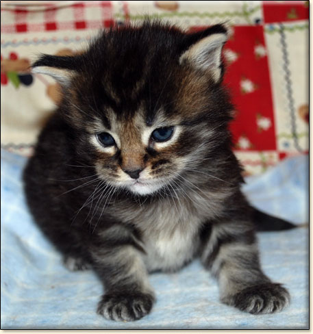 hodowla kotw maine coon Villa Park*PL