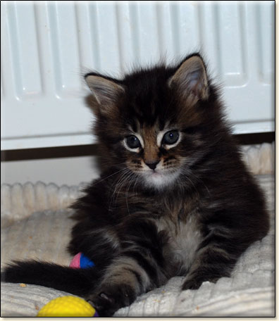 hodowla kotw rasy Maine Coon Villa Park*PL