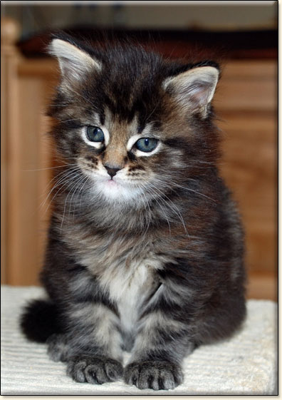 hodowla kotw maine coon Villa Park*PL