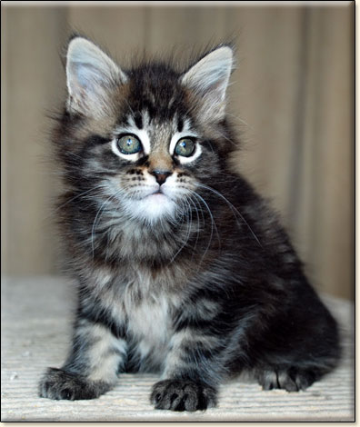 hodowla kotw maine coon Villa Park*PL