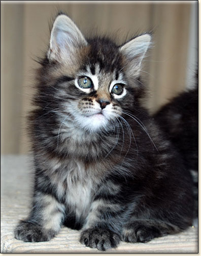 hodowla kotw maine coon Villa Park*PL