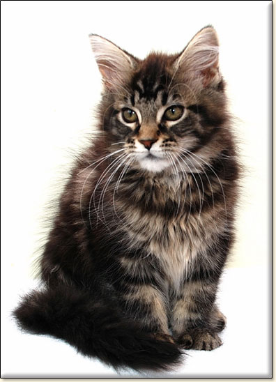 hodowla kotw rasy Maine Coon Villa Park*PL