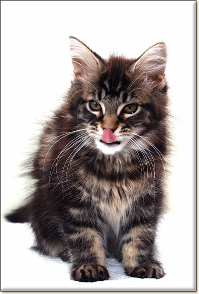 maine coon cattery Villa Park*PL