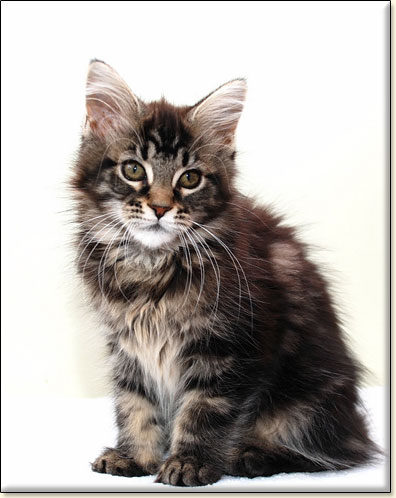 Maine Coon cattery Villa Park*PL