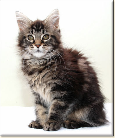 hodowla kotw maine coon Villa Park*PL