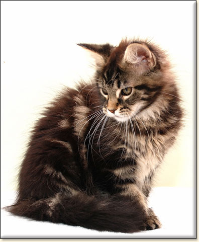 hodowla kotw rasy Maine Coon Villa Park*PL